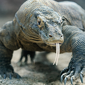 The Komodo Dragon