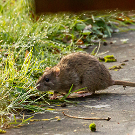 Rats invade Northern India every 48 years