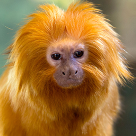 The Golden Lion Tamarin