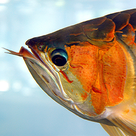 The most expensive pet fish: The Asian Arowana