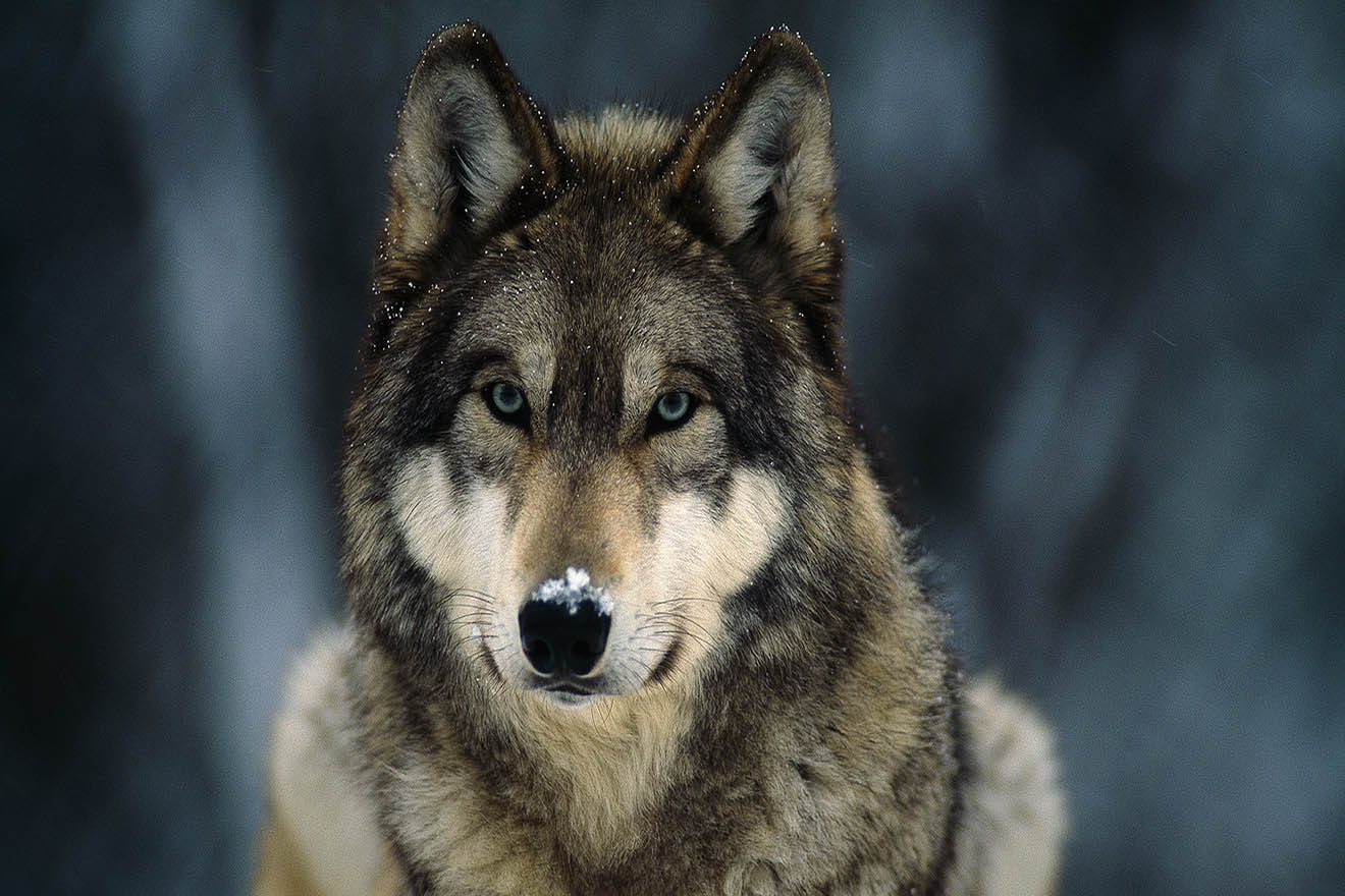 General Facts about Wolves