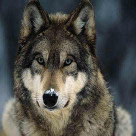 General Facts about Wolves