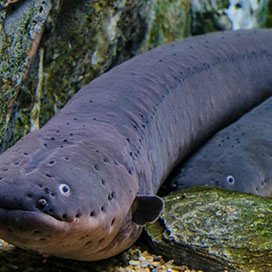 The Electric Eel