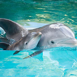 Facts about Dolphins